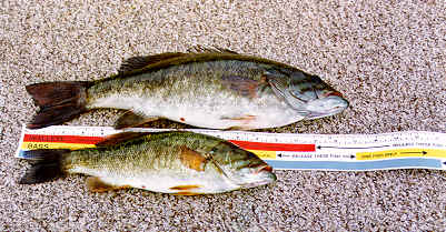 slot fish